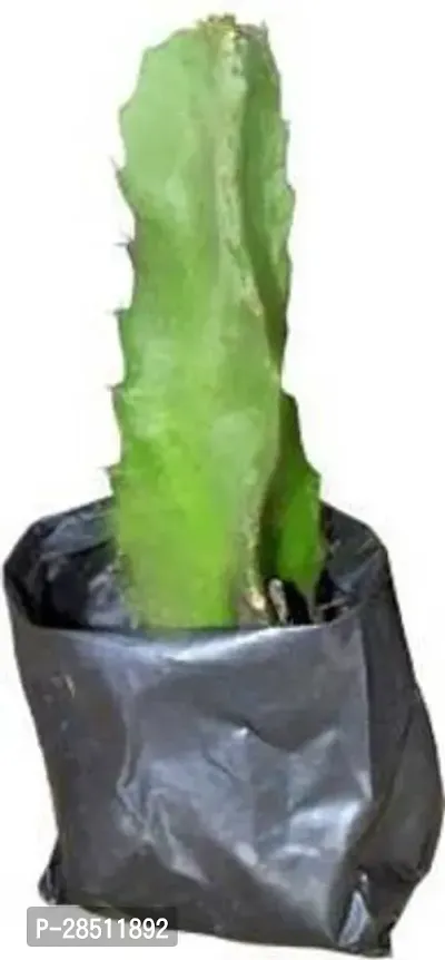 Natural Live Plant for Home Garden-thumb3