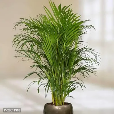 Natural Live Plant for Home Garden-thumb0