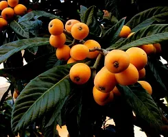 Rare Loquat Fruit Tropical Exotic Seedling Live Plant  Plant  LOQUAT4-thumb2