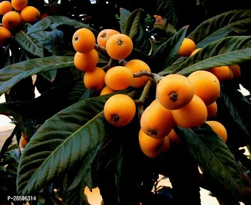 Rare Loquat Fruit Tropical Exotic Seedling Live Plant  Plant  LOQUAT4-thumb3