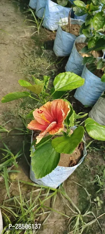 Hibiscus Plant  ORANGE JOBA Plant-thumb2