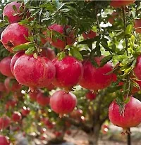 Pomegranate Plant  POMI-thumb1