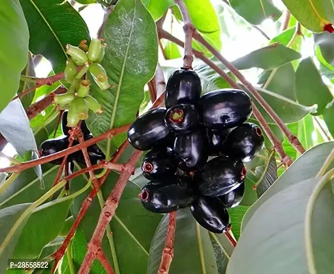 Earth Angels Jamun Plant LIVE Black Jamun Fruit Plant - KALO JAM Dwarf Plant - 12-18 INCHES Plant-thumb0