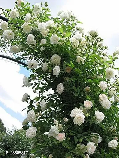 Rose Plant  White Climbing Rose Live Plant  All Season Gardens-thumb0