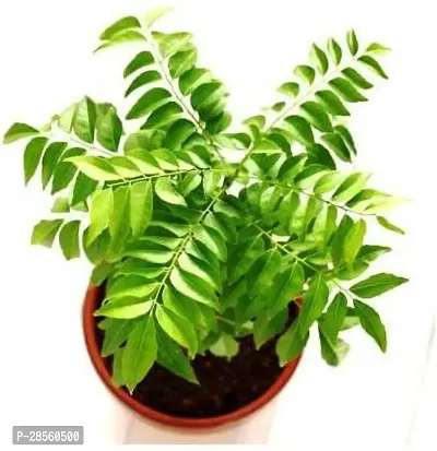 Earth Angels Curry Leaf Plant PLT-364-thumb0