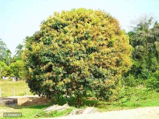 Mango Plant  All time Mango Plant 0055-thumb0