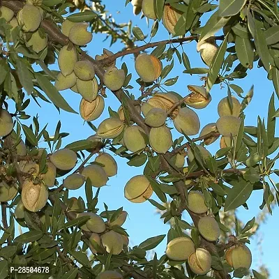 Almond Plant  Almond Plant  15-thumb0