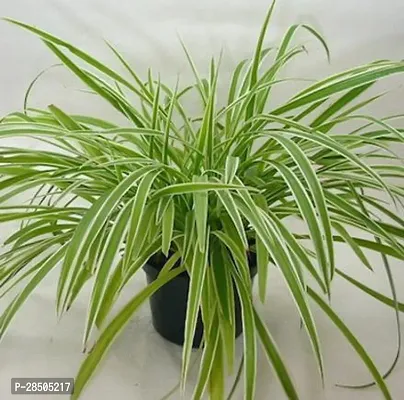 Spider Plant  Spider Plant  3hh66-thumb0