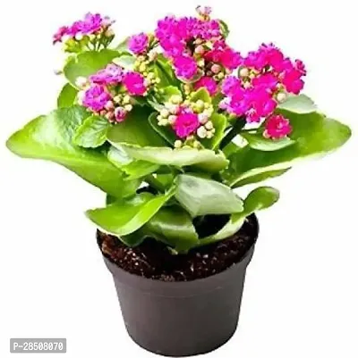 Kalanchoe Plant  Kalonchoe Xpagoda point6-thumb0