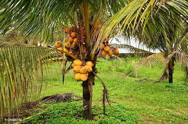 Coconut Plant  Coconut XPBReba104-thumb0