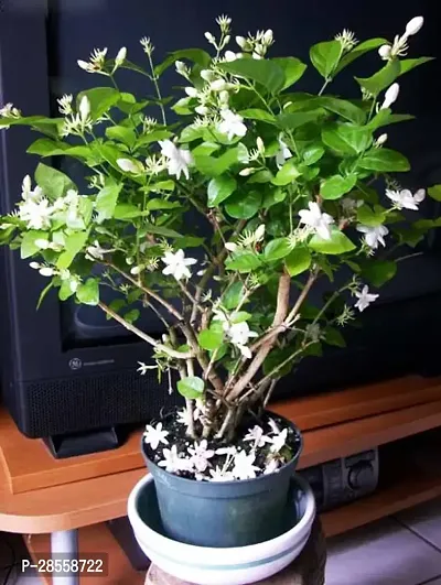 Earth Angels Jasmine Plant HVLIVE_712-thumb0