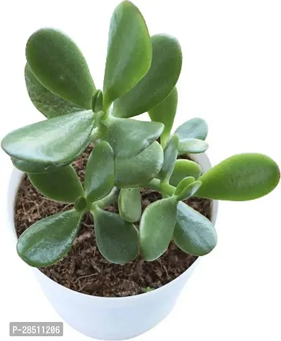 Natural Live Plant for Home Garden-thumb0