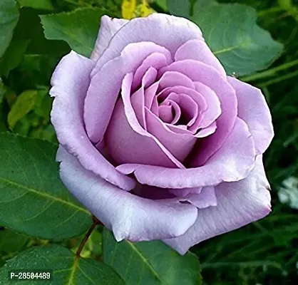 Rose Plant  Purpel Color Rose flower Plant-thumb3