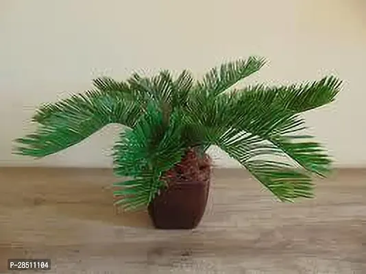 Natural Live Plant for Home Garden