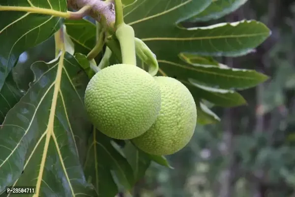 Jack Fruit Plant  Bread Fruit Plant  BF21-thumb0