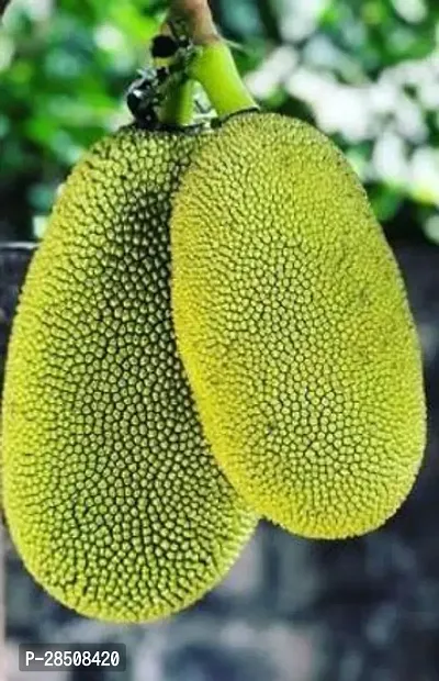 Jackfruit Plant  Kathal Plant kingdom189