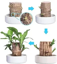 Green Lucky Brazil Wood Potted Plant, for Living Room, without Pot Pack of 1-thumb2