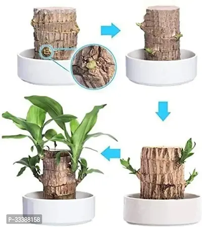 Green Lucky Brazil Wood Potted Plant, for Living Room, without Pot Pack of 1-thumb3