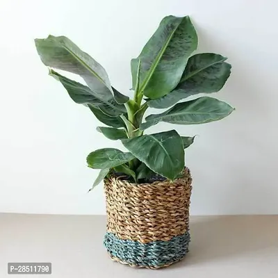 Natural Live Plant for Home Garden-thumb0