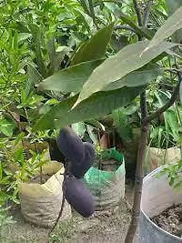 Mango Plant  Indian Black stone mango Plant-thumb2