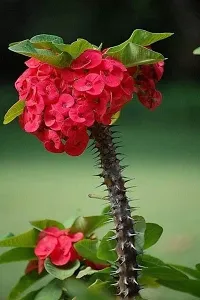 Euphorbia Trigona Royal Red Plant  Euphorbia Plant  0111-thumb1