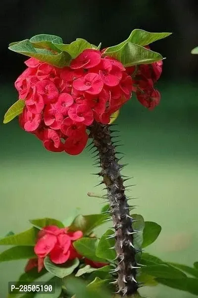 Euphorbia Trigona Royal Red Plant  Euphorbia Plant  0111-thumb2