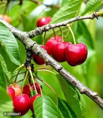 Cherry Fruit Plant  Cherry Plant kingdom04-thumb0