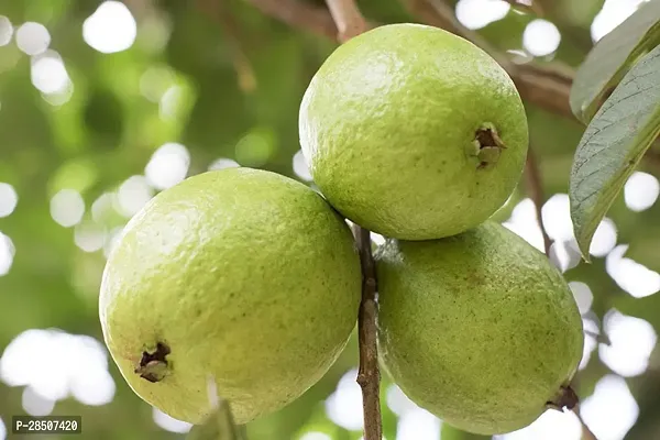 Guava Plant  GUUG01-thumb0