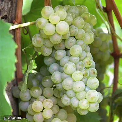 Grapes Plant  indian white grapes Plant-thumb0