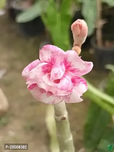 Earth Angels Adenium Plant ADENIUM PLANT OJJVV-thumb3