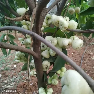 Jamun Plant  Jamrul fruit Plant-thumb2