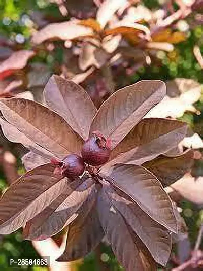 Guava Plant  Red Guava Plant 001-thumb0