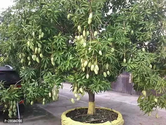 Mango Plant  Mango h2