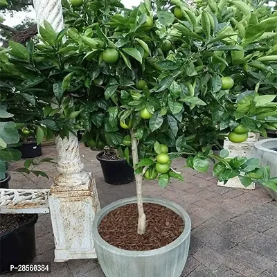 Earth Angels Lemon Plant HYBRID LEMON D14-thumb0