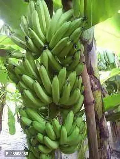 Banana Plant  Banana XOxy01