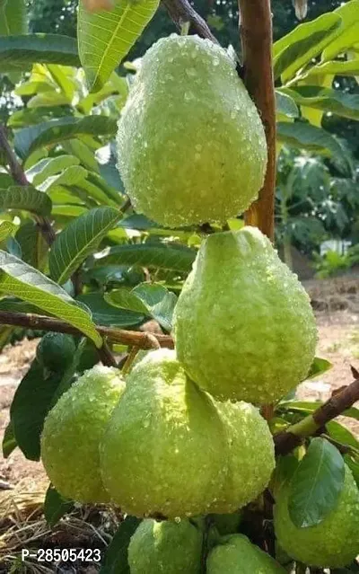 Guava Plant  GUAVA 11 Plant-thumb0