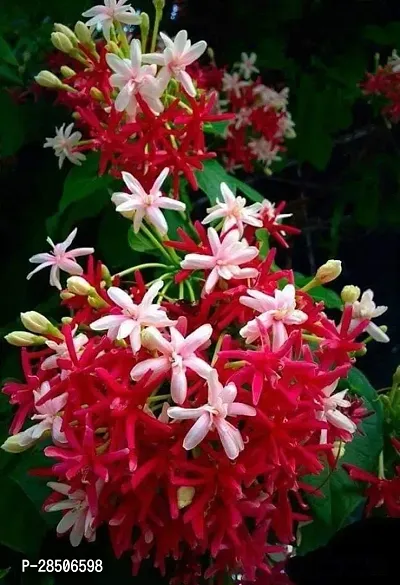 MadhumaltiRangoon Creeper Rangoonmadhumalati live flower Plant-thumb0