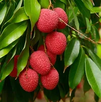 Litchi Plant  Litchi Plant kingdom11-thumb1