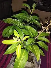 Natural Live Plant for Home Garden-thumb1