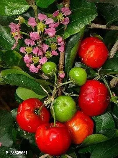 Cherry Fruit Plant  BARBADOS CHERRY Plant-thumb0