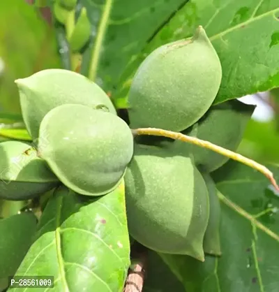 Earth Angels Almond Plant Almond (Badam) Live Plant-thumb0