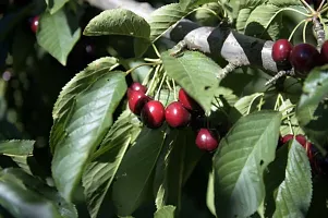 Cherry Fruit Plant  CHERRY-thumb1