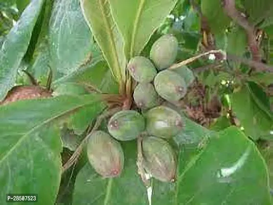 Almond Plant  Almond Model Indian Plant-thumb2