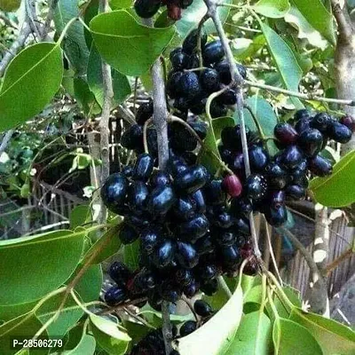 Jamun Plant  Fruit Live Plant  Grafted Rare Exotic Syzygium Cumini  JambolanJava PlumBlack PlumJamunNjaval  Healthy High Yield Hybrid Indoor PlumJamun  Bearing  1 Live Fruit Plant-thumb0