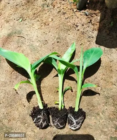 Banana Plant  Banana Plant  xnewdeb45-thumb3