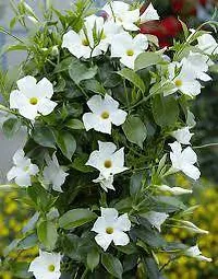 Mandevilla Plant  white Mandevilla-thumb1