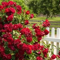 Rose Plant  Red All Time Climbing Rose 3-thumb1