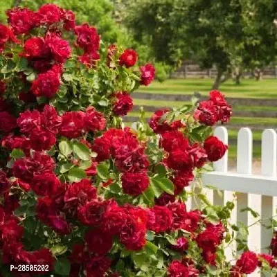 Rose Plant  Red All Time Climbing Rose 3-thumb2