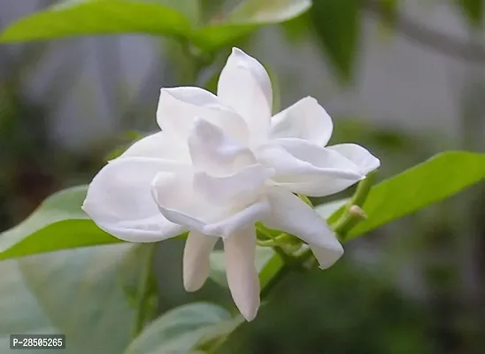 Jasmine Plant  Jasmine Plant  64-thumb0