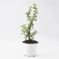 Natural Live Plant for Home Garden-thumb1